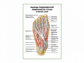Мышцы подошвенной поверхности стопы (второй слой) плакат глянцевый А1+/А2+ (глянцевая фотобумага от 200 г/кв.м, размер A1+)
