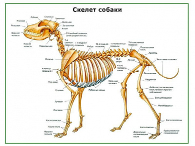 Скелет собаки, плакат глянцевый А1/А2 (глянцевый A1)