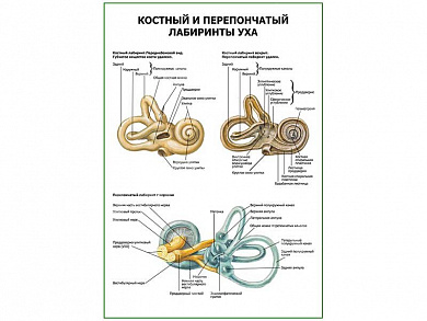 Костный и перепончатый лабиринты уха плакат глянцевый А1/А2 (глянцевый A2)