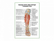 Мышцы ноги. Вид спереди глубокий слой плакат глянцевый А1/А2 (глянцевый A1)