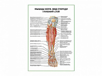 Мышцы ноги. Вид спереди глубокий слой плакат глянцевый А1/А2 (глянцевый A1)
