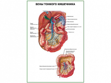 Вены тонкого кишечника плакат глянцевый  А1/А2 (глянцевый A2)