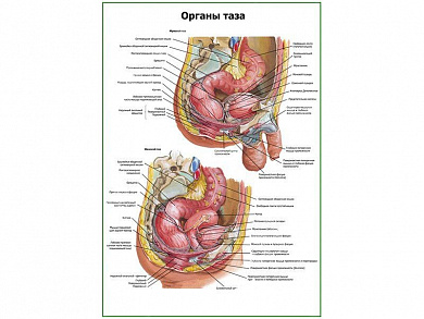 Органы таза плакат глянцевый А1/А2 (глянцевый A2)