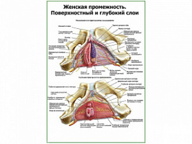 Мышцы промежности, поверхностный и глубокий слои плакат глянцевый А1/А2 (глянцевый A1)