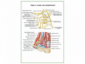 Нервы и сосуды шеи (продолжение) плакат глянцевый А1+/А2+ (глянцевая фотобумага от 200 г/кв.м, размер A1+)