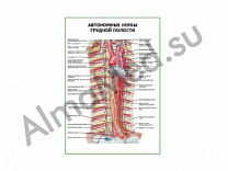 Автономные нервы грудной полости плакат глянцевый/ламинированный А1/А2 (глянцевый	A2)