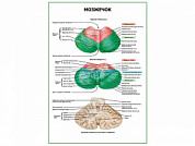 Мозжечок плакат глянцевый А1/А2 (глянцевый A2)