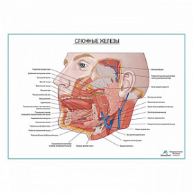 Слюнные железы плакат глянцевый А1+/А2+ (матовый холст от 200 г/кв.м, размер A1+)