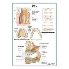 Зуб, строение, расположение плакат глянцевый А1+/А2+ (глянцевая фотобумага от 200 г/кв.м, размер A2+)