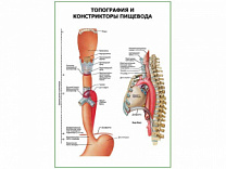 Топография и констрикторы пищевода плакат глянцевый  А1/А2 (глянцевый A2)