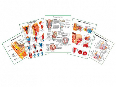 Комплект плакатов для кабинета оториноларинголога глянцевый А1/А2 (глянцевый A1)