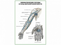 Лимфатические сосуды и узлы верхней конечности плакат глянцевый А1/А2 (глянцевый A1)