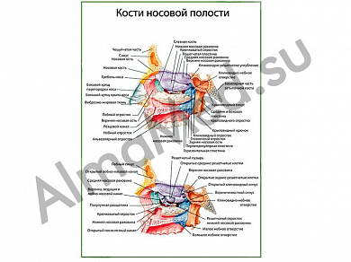 Кости носовой полости, плакат ламинированный А1/А2 (ламинированный	A2)