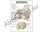 Оболочки мозга и диплоические вены плакат глянцевый/ламинированный А1/А2 (глянцевый	A2)