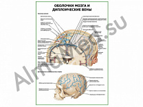 Оболочки мозга и диплоические вены плакат глянцевый/ламинированный А1/А2 (глянцевый	A2)