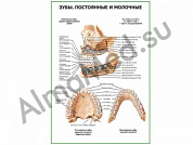 Зубы постоянные и молочные плакат глянцевый/ламинированный А1/А2 (глянцевый	A2)