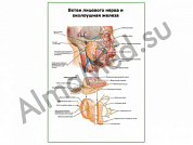 Ветви лицевого нерва и околоушная железа плакат ламинированный А1/А2 (ламинированный	A2)