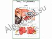 Мышцы - вращатели плеча плакат глянцевый/ламинированный А1/А2 (глянцевый	A2)