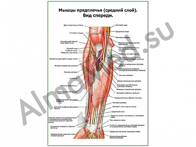 Мышцы предплечья, средний слой плакат глянцевый/ламинированный А1/А2 (глянцевый	A2)