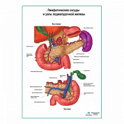 Лимфатические сосуды и узлы поджелудочной железы плакат глянцевый А1+/А2+ (глянцевый холст от 200 г/кв.м, размер A1+)