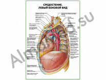 Средостение. Левый боковой вид плакат глянцевый/ламинированный А1/А2 (глянцевый	A2)