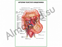 Артерии толстого кишечника плакат глянцевый/ламинированный А1/А2 (глянцевый	A2)