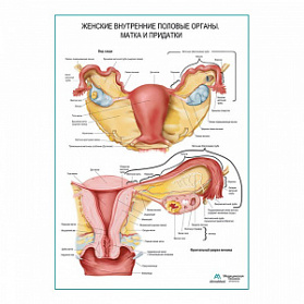 Матка и придатки плакат глянцевый А1+/А2+ (глянцевая фотобумага от 200 г/кв.м, размер A2+)