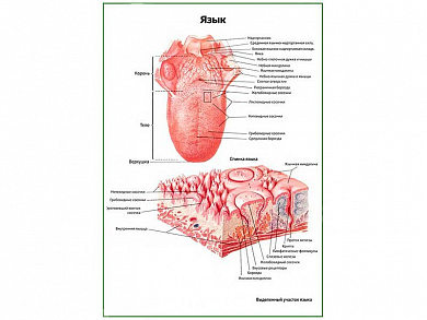 Язык, плакат глянцевый/ламинированный А1/А2 (глянцевый	A2)