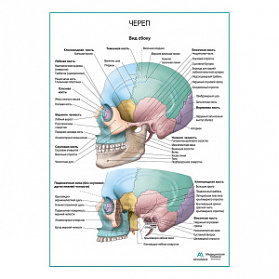 Череп. Вид сбоку плакат глянцевый А1+/А2+ (глянцевый холст от 200 г/кв.м, размер A1+)