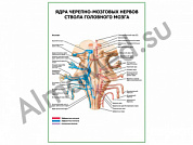 Ядра черепно-мозговых нервов ствола головного мозга плакат ламинированный А1/А2 (ламинированный	A2)