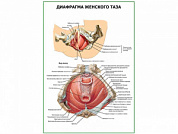 Диафрагма женского таза плакат глянцевый А1/А2 (глянцевый A1)