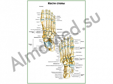 Кости стопы плакат глянцевый/ламинированный А1/А2 (глянцевый	A2)