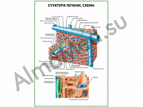 Структура печени схема плакат ламинированный А1/А2 (ламинированный	A2)