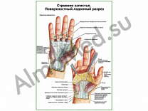 Строение запястья, поверхностный ладонный разрез плакат ламинированный А1/А2 (ламинированный	A2)