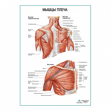 Мышцы плеча плакат глянцевый А1+/А2+ (глянцевая фотобумага от 200 г/кв.м, размер A1+)