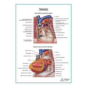 Перикард плакат глянцевый А1+/А2+ (матовый холст от 200 г/кв.м, размер A1+)