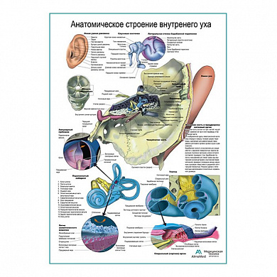 Внутреннее ухо, плакат глянцевый А1+/А2+ (матовый холст от 200 г/кв.м, размер A1+)