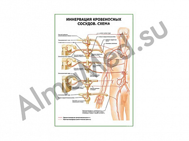 Иннервация кровеносных сосудов. Схема плакат ламинированный А1/А2 (ламинированный	A2)