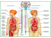 Вегетативная Нервная Система, плакат ламинированный/глянцевый А1/А2 (глянцевый	A2)