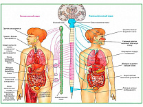 Вегетативная Нервная Система, плакат ламинированный/глянцевый А1/А2 (глянцевый	A2)