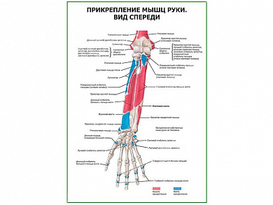 Прикрепление мышц руки. Вид спереди плакат глянцевый А1/А2 (глянцевый A2)