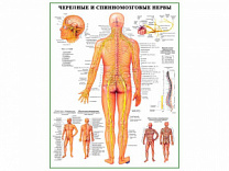 Черепные и спиномозговые нервы, плакат глянцевый А1/А2 (глянцевый A2)