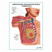 Лимфатическая система молочной железы плакат глянцевый А1+/А2+ (глянцевый холст от 200 г/кв.м, размер A1+)