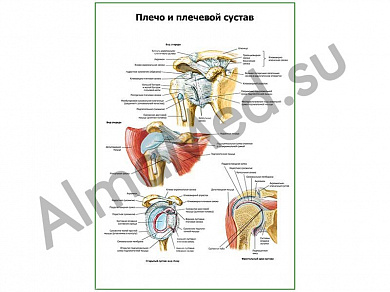 Плечо и плечевой сустав плакат глянцевый/ламинированный А1/А2 (глянцевый	A2)