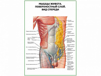 Мышцы живота. Поверхностный слой. Вид спереди плакат глянцевый А1/А2 (глянцевый A1)
