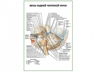 Вены задней черепной ямки плакат глянцевый А1/А2 (глянцевый A1)