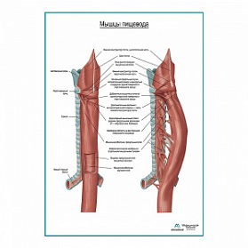 Мускулатура пищевода плакат глянцевый  А1+/А2+ (глянцевая фотобумага от 200 г/кв.м, размер A1+)