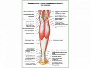 Мышцы голени и стопы, поверхностный слой плакат глянцевый А1/А2 (глянцевый A1)