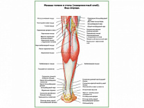 Мышцы голени и стопы, поверхностный слой плакат глянцевый А1/А2 (глянцевый A1)