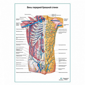 Вены передней брюшной стенки плакат глянцевый А1+/А2+ (глянцевая фотобумага от 200 г/кв.м, размер A2+)